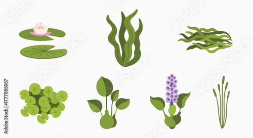 Freshwater aquatic plants vector illustration set flat design water lily pond flora algae seaweed reeds natural ecology elements