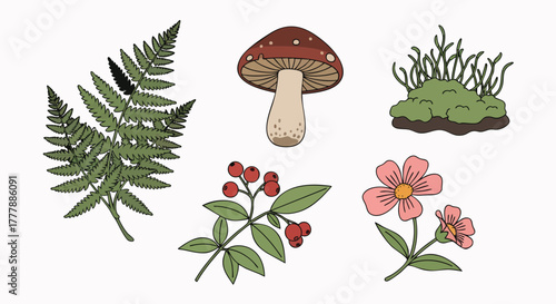 Nature elements collection fern mushroom berry flower moss forest plants vector illustration flat design spring autumn