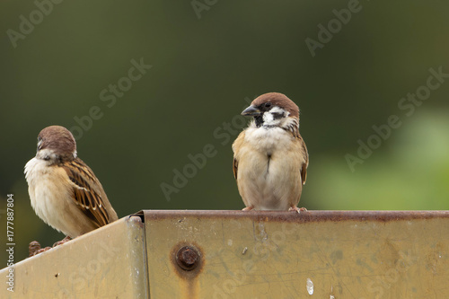錆びた鉄の上に立って羽繕いをするスズメ