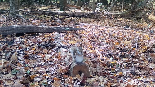 American grey squirrel preparing for winter in forest