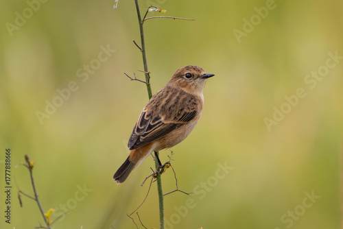 雨が降る前のノビタキ