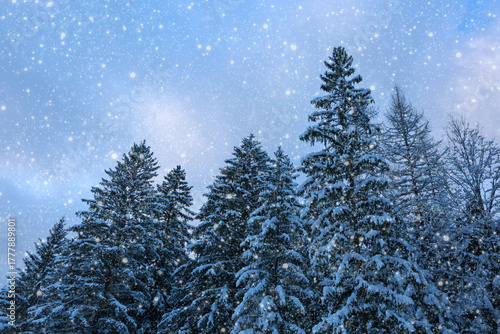 Winter Christmas landscape with fir trees in forest and snowfall.