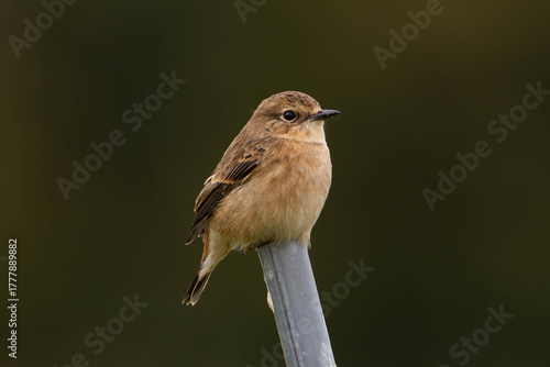 棒にとまる丸いフォルムのノビタキ
