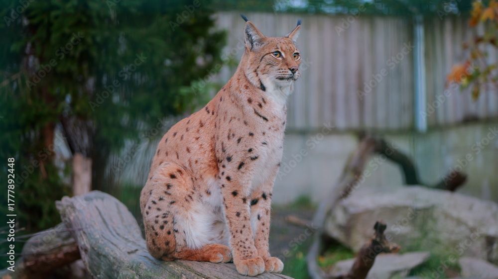 Obraz premium Majestic lynx sits alertly on a log. Ideal for wildlife conservation posters