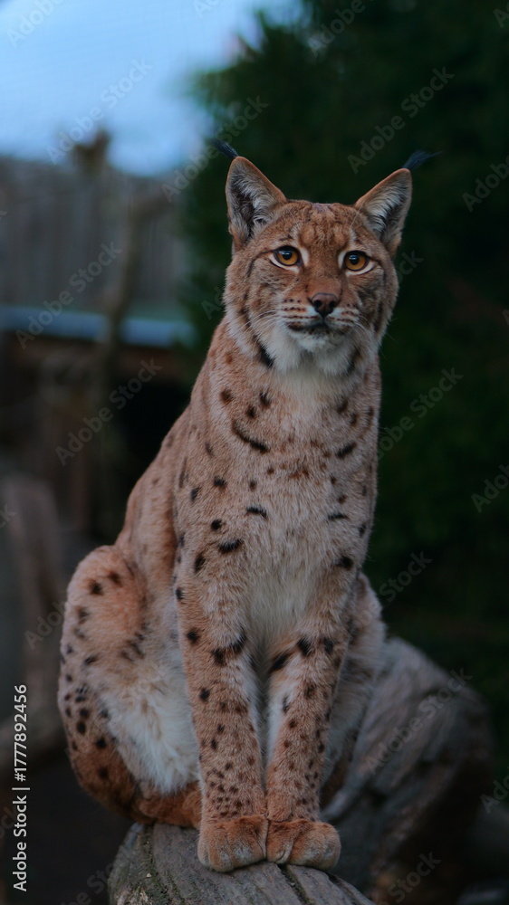 Fototapeta premium A beautiful lynx cat perched on a tree. Ideal for wildlife conservation posters