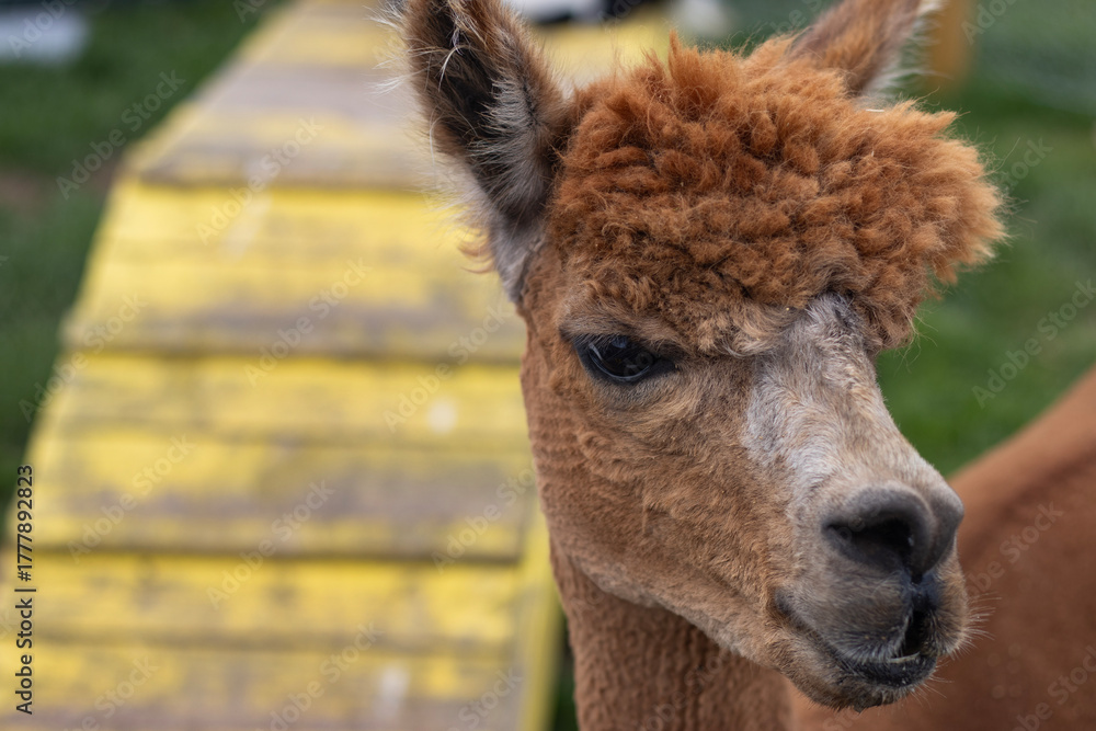 Fototapeta premium A brown alpaca looks into the camera. Animal close-up. Zoo. Family fun.
