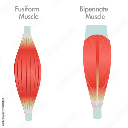 Fusiform, bipennate muscle anatomy. Section muscle shape. Biceps, tendons, bones. Medical illustration vector	