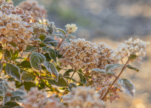 Frosted Lime Light Hydrangea with morning sun