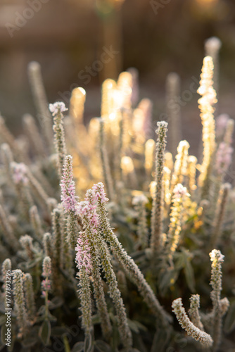 Close up of frosted Veronica plant with morning sun