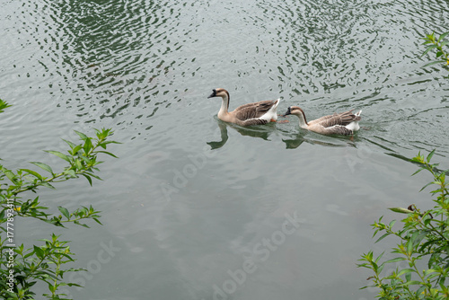 Two Geese Swimming Gracefully on the Calm Waters of Lagos de las Ánimas in Xalapa, Veracruz, Mexico
