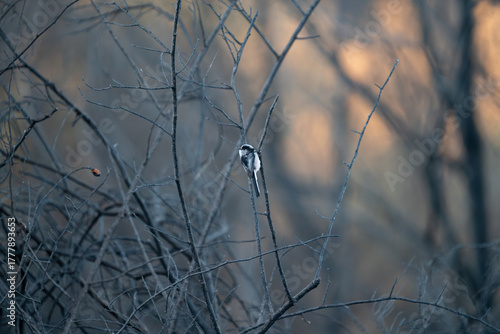 Solitary Bird Perched on burnt branches