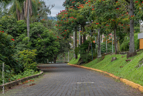 Flamboyant Trees in Bloom Along a Quiet Street in Las Ánimas, Xalapa, Veracruz, Mexico
