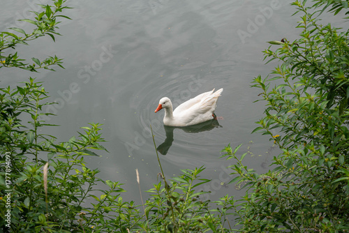 Solitary White Goose Gliding on Calm Waters at Lagos de las Ánimas in Xalapa, Veracruz, Mexico