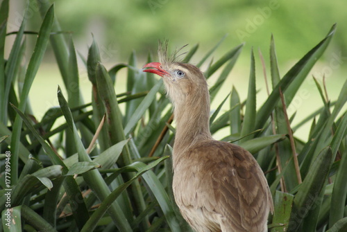 red-legged seriema