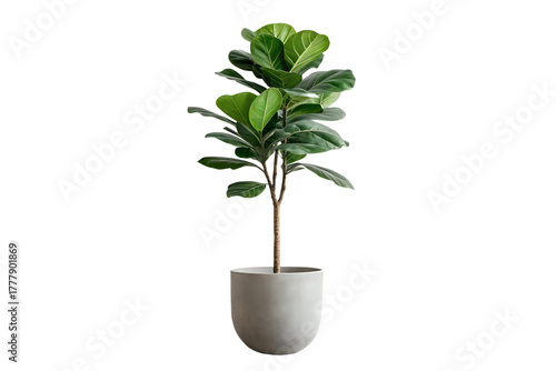 Elegant fiddle leaf fig houseplant in a minimalist concrete pot, beautifully captured on a pure white background for contemporary interior design concepts