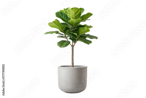 Lush green Fiddle Leaf Fig tree in a stylish light gray ceramic planter. Popular houseplant isolated on a pure white background, ideal for home decoration or botanical themes