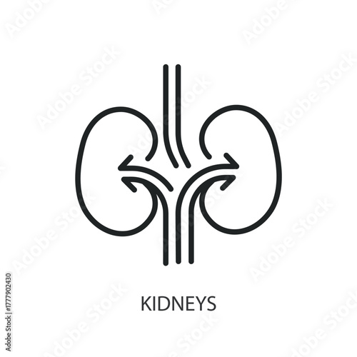 Kidneys thin line icons. Original vector illustration.