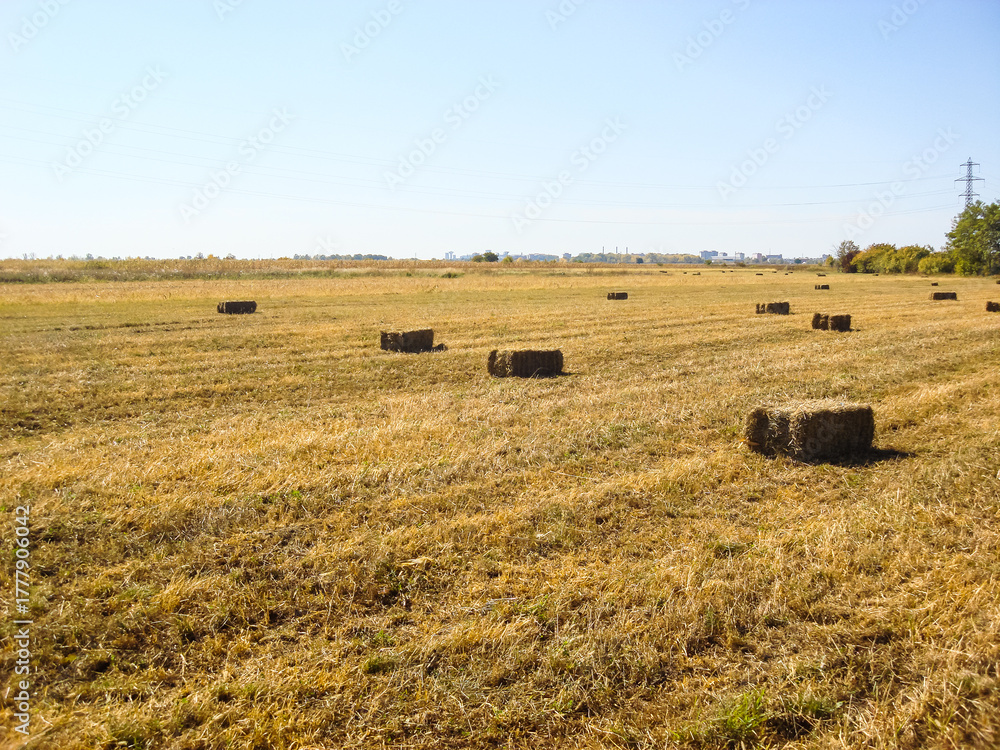 Fototapeta premium Agricultural field with straw bales after harvest