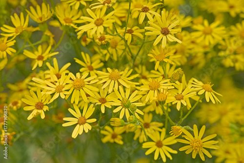 Close up of yellow ragwort flowers, selective focus with bokeh background - Jacobaea vulgaris 