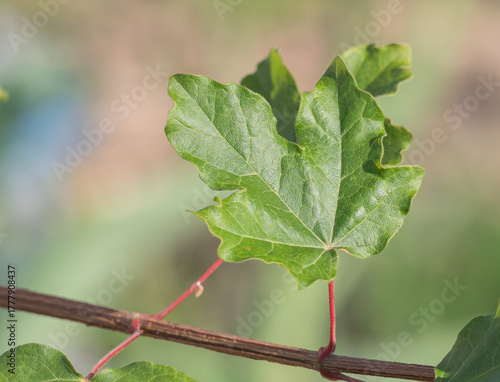 Field Maple Leaf Close Up on Sunlit Branch Acer campestre