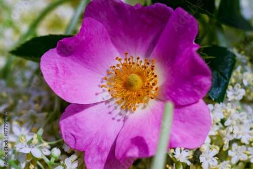 Spring and summer nature scene with blooming Dog Rose