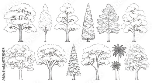 Detailed line art of various trees, a collection of botanical illustrations in black and white