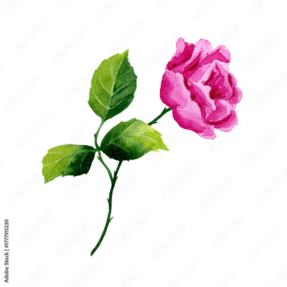 Fototapeta premium Pink climbing roses brunch with green leaves. Watercolor illustration isolated on white background. For design, cards, postcards, stickers, flyers