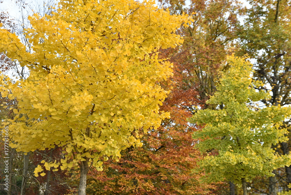 Naklejka premium Gingko biloba en automne 