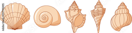 WebFive Detailed Seashell Illustrations Featuring Unique Shapes, Textures, and Spirals for Marine Biology, Ocean Art, and Coastal Education