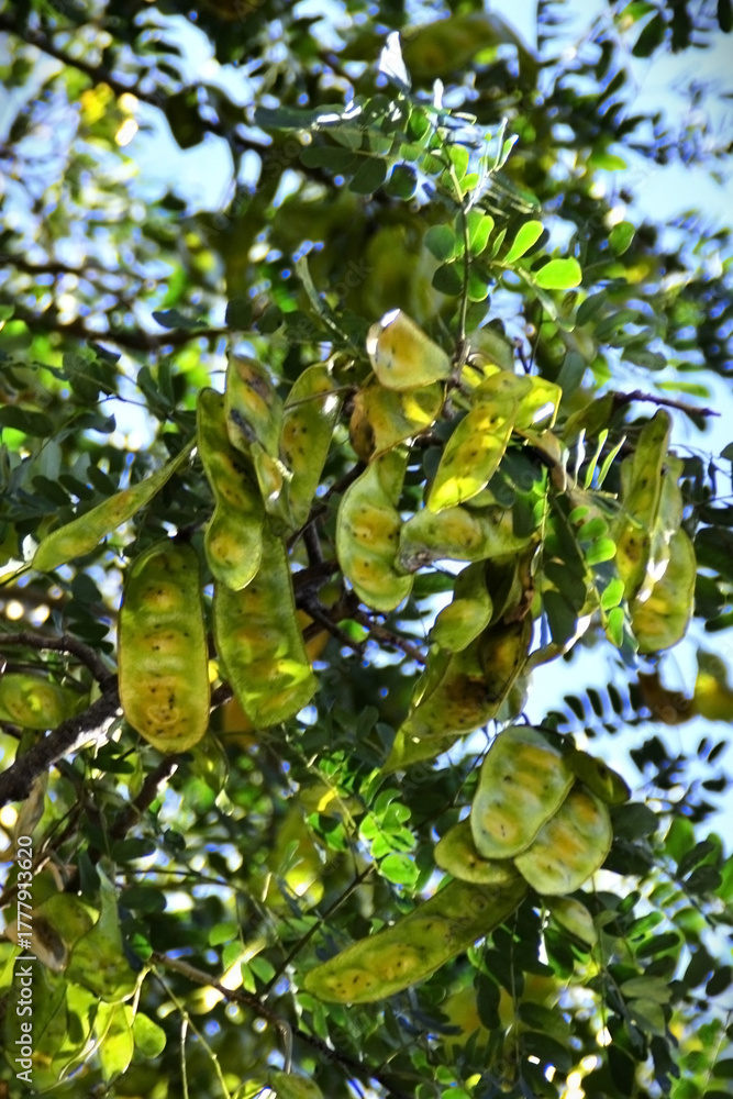 Fototapeta premium The leaves and seed pods of the Albizia (Albizia lebbeck)