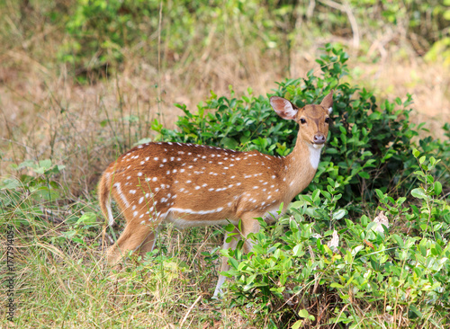 A lone spotted Deer standing looking directly into camera, in Wilpattu National Park, Sr Lanka