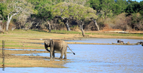 Asian Elephant in Yala National Park, splashing water over itself, with a natural forest background. There is a small herd of out of focus buffal in the distance