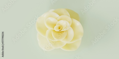 white rose on a yellow background