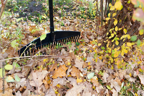 Low Angle Close-Up of Rake on Wet Fallen Autumn Leaves and Green Grass