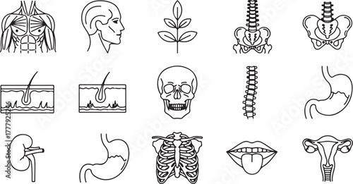 Collection of human anatomy line art icons for medical and health
