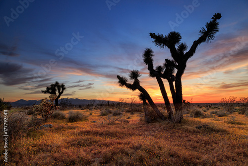 High Desert Sunset With Joshua Trees And Spring Flowers