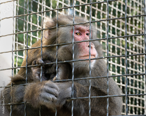 Canvas Print Macaque monkey behind metal bars, looking outside with expressive eyes