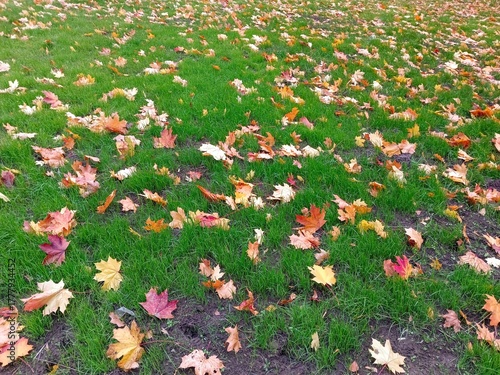 autumn leaves in the grass