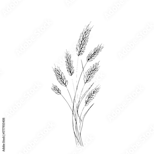 Wheat stalk drawing vector illustration, hand drawn wheat plant sketch, agriculture and harvest design element
