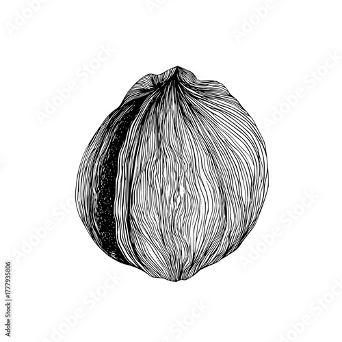 Detailed line art drawing of a fig fruit illustration for organic food and healthy eating concepts design