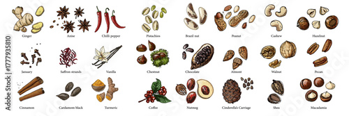 Vector food illustration colorful hand drawn nuts, spices