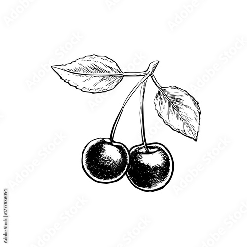 Black and white cherry drawing vector illustration fruit clip art botanical sketch vintage cherry image design