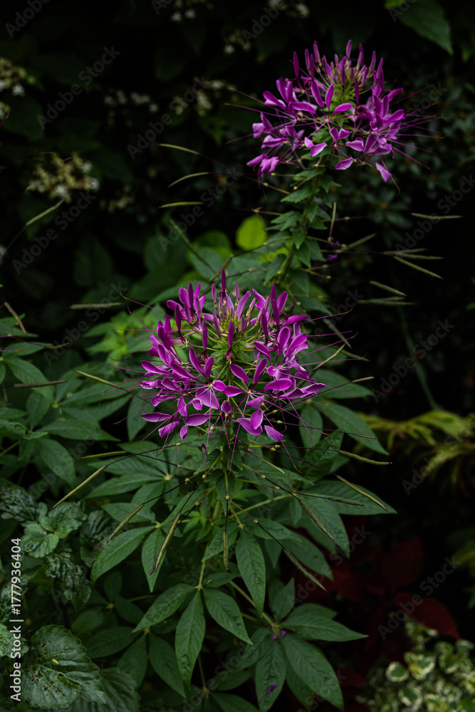 Obraz premium Beautiful pink purple Cleome flower in full bloom surrounded by green foliage in a summer garden