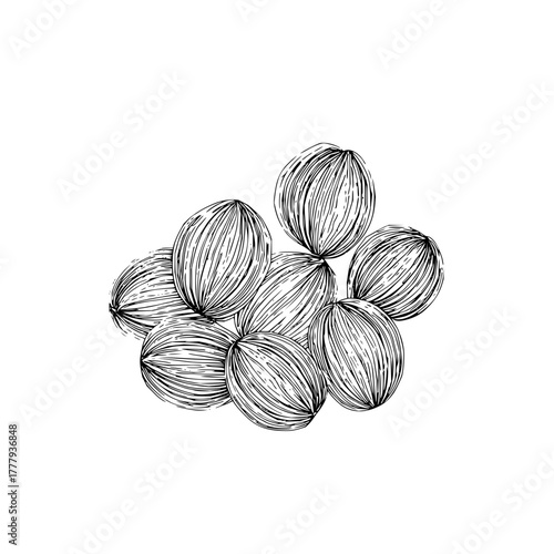Hand drawn vector illustration of coconuts, tropical fruit, exotic food, line art, black and white, organic 100