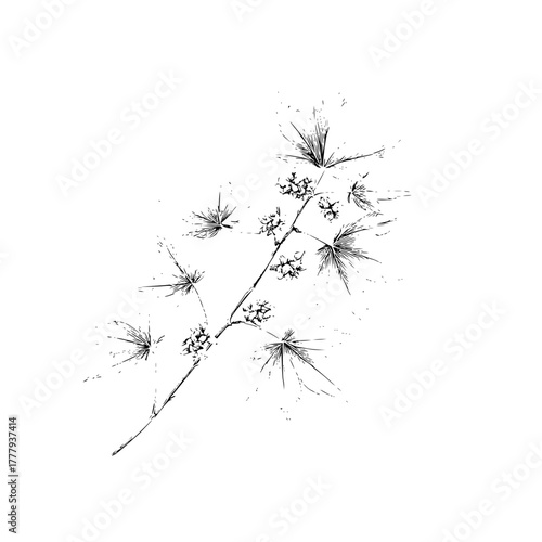 Botanical illustration of flowering plant branch detailed black and white drawing vector design element art