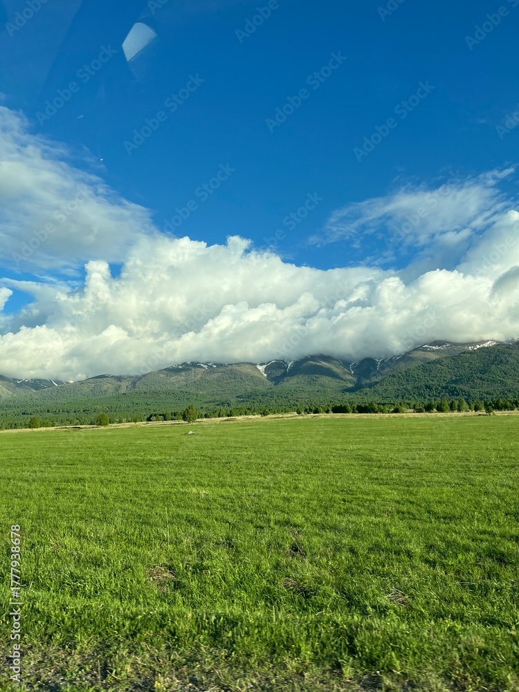 Fototapeta premium green field and blue sky
