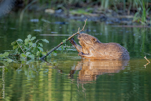 Biber im Wasser 