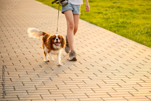 Cheerful dog walks along paved path on leash, next to its owner. Cute King Charles Spaniel runs along sidewalk next to its owner, girl. Child plays with dog. Dog walking concept, beloved pet, care