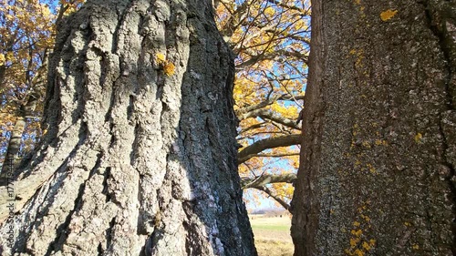 trunk of a tree