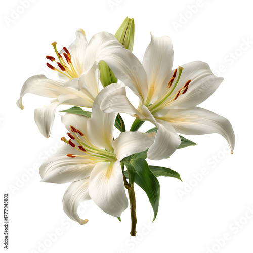 Bright White Lilies Blooming Gracefully, Showcasing Delicate Petals and Vibra...